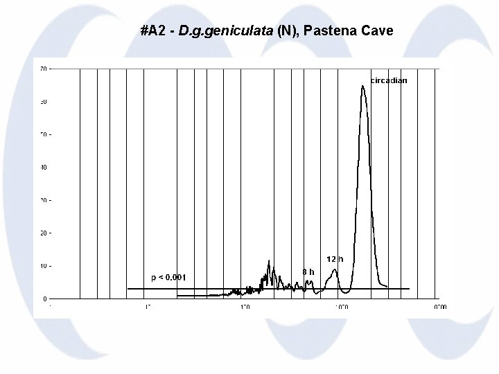 #A 2 - D. g. geniculata (N), Pastena Cave 