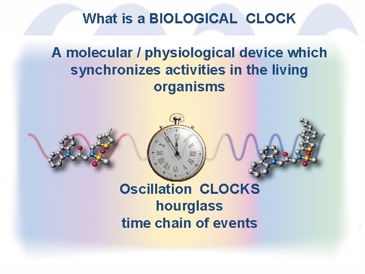 What is a BIOLOGICAL CLOCK A molecular / physiological device which synchronizes activities in