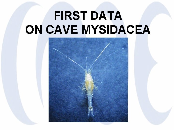 FIRST DATA ON CAVE MYSIDACEA 