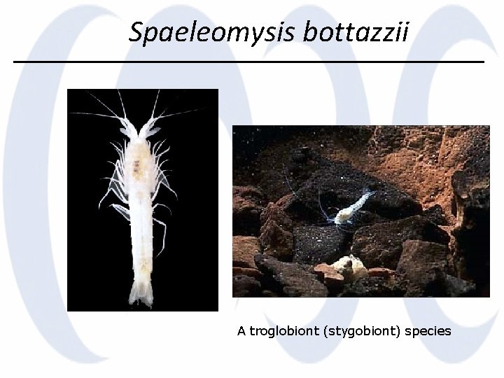 Spaeleomysis bottazzii A troglobiont (stygobiont) species 