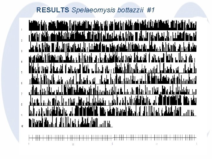 RESULTS Spelaeomysis bottazzii #1 
