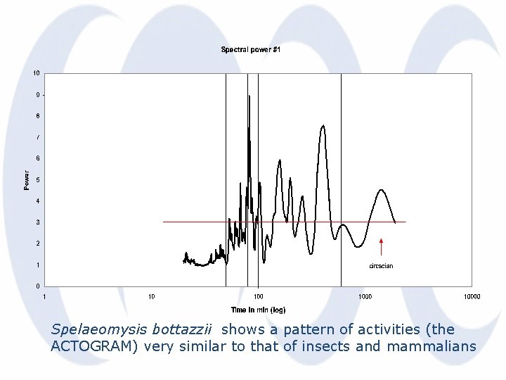 Spelaeomysis bottazzii shows a pattern of activities (the ACTOGRAM) very similar to that of