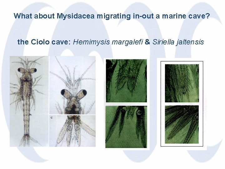 What about Mysidacea migrating in-out a marine cave? the Ciolo cave: Hemimysis margalefi &