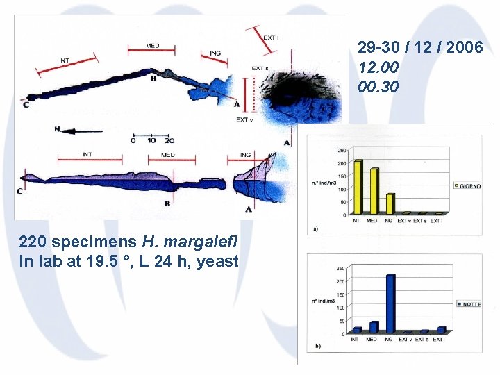 29 -30 / 12 / 2006 12. 00 00. 30 220 specimens H. margalefi