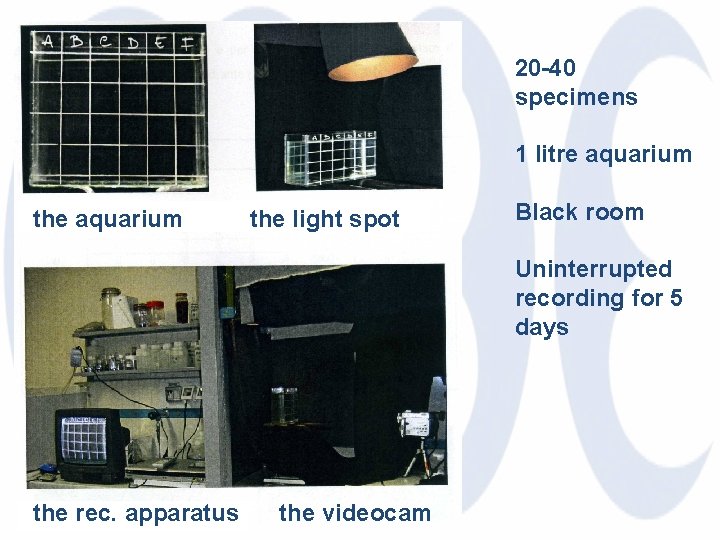 20 -40 specimens 1 litre aquarium the light spot Black room Uninterrupted recording for