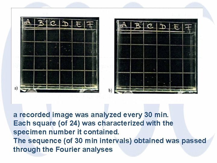 a recorded image was analyzed every 30 min. Each square (of 24) was characterized