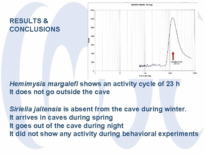 RESULTS & CONCLUSIONS Hemimysis margalefi shows an activity cycle of 23 h It does