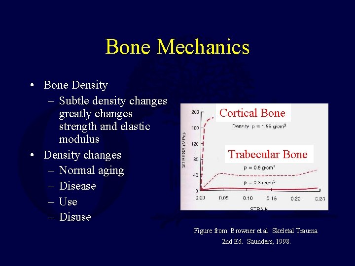 Bone Mechanics • Bone Density – Subtle density changes greatly changes strength and elastic