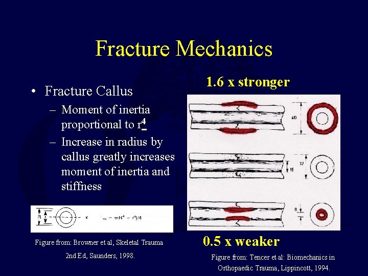 Fracture Mechanics • Fracture Callus 1. 6 x stronger – Moment of inertia proportional Fracture Mechanics • Fracture Callus 1. 6 x stronger – Moment of inertia proportional
