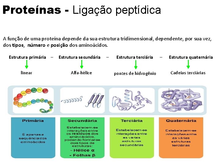 Proteínas - Ligação peptídica A função de uma proteína depende da sua estrutura tridimensional,