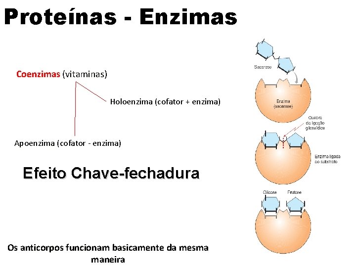 Proteínas - Enzimas Coenzimas (vitaminas) Holoenzima (cofator + enzima) Apoenzima (cofator - enzima) Efeito