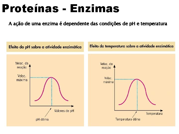 Proteínas - Enzimas A ação de uma enzima é dependente das condições de p.