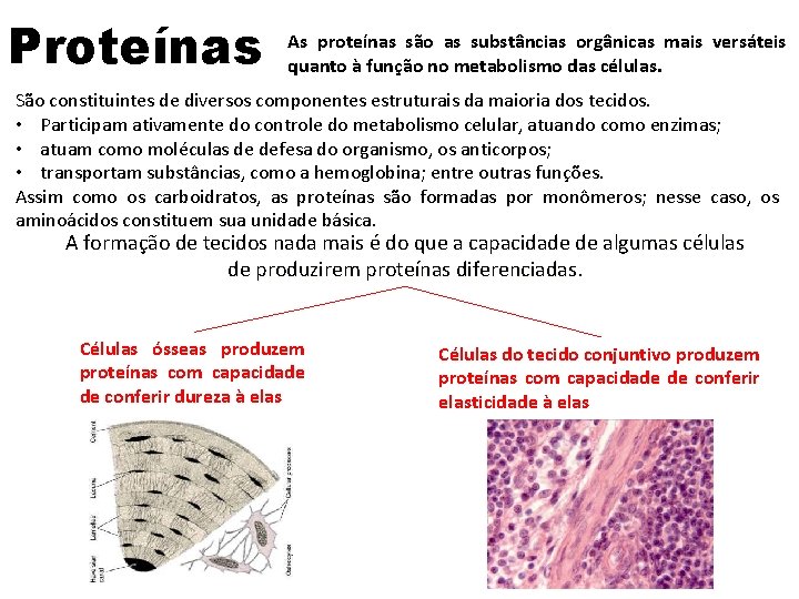 Proteínas As proteínas são as substâncias orgânicas mais versáteis quanto à função no metabolismo