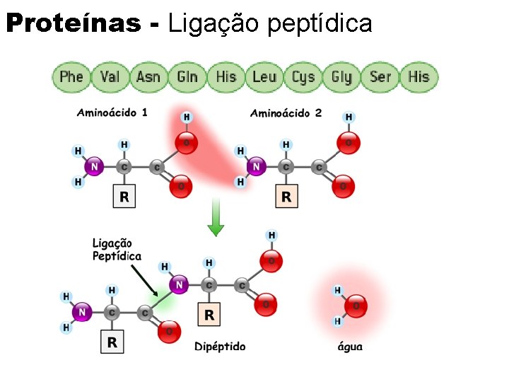 Proteínas - Ligação peptídica H 