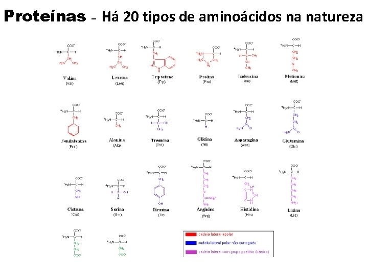 Proteínas – Há 20 tipos de aminoácidos na natureza 