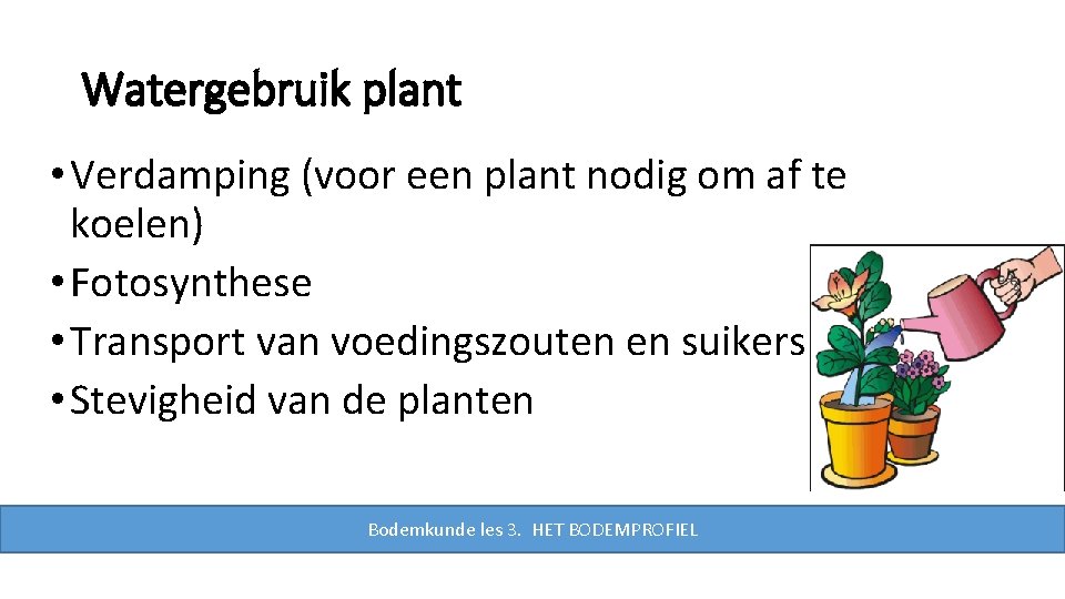 Watergebruik plant • Verdamping (voor een plant nodig om af te koelen) • Fotosynthese