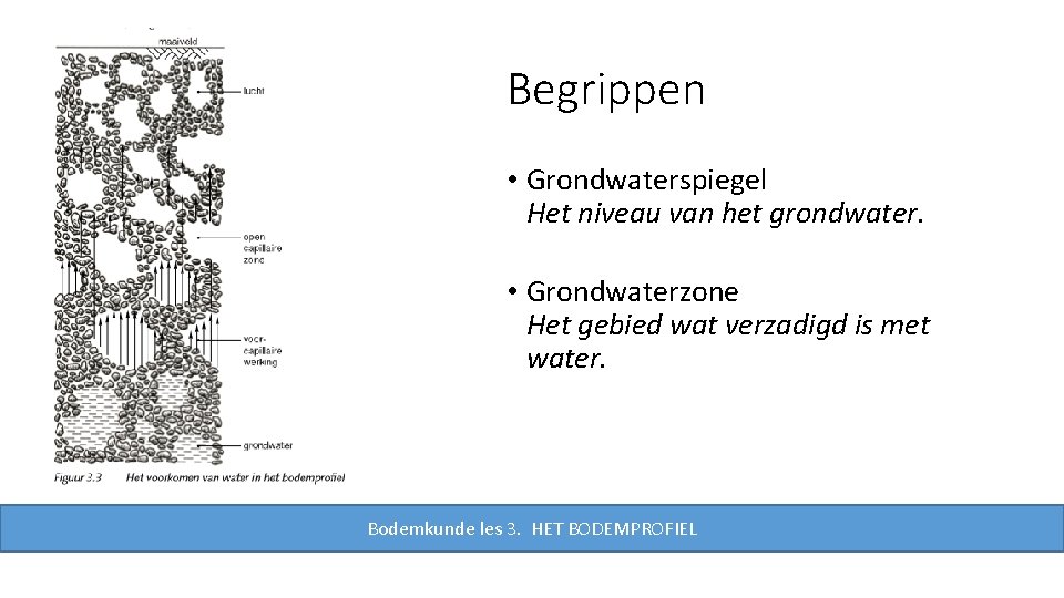 Begrippen • Grondwaterspiegel Het niveau van het grondwater. • Grondwaterzone Het gebied wat verzadigd