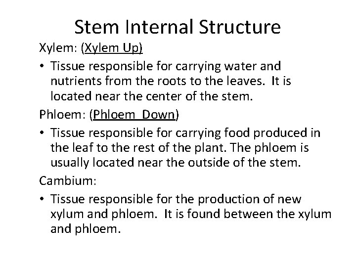 Stem Internal Structure Xylem: (Xylem Up) • Tissue responsible for carrying water and nutrients