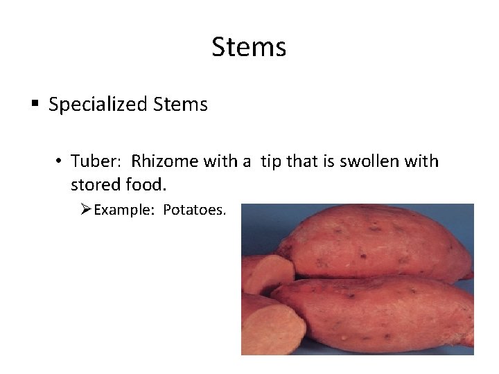 Stems § Specialized Stems • Tuber: Rhizome with a tip that is swollen with