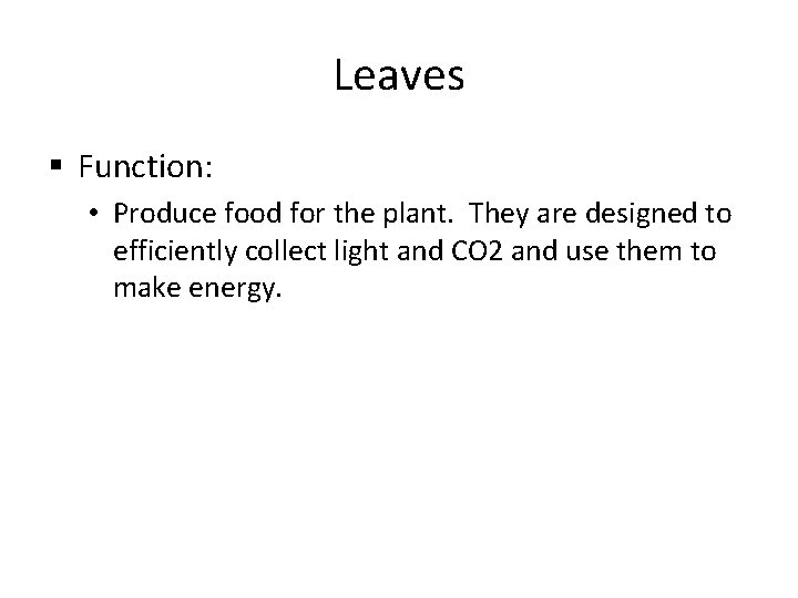 Leaves § Function: • Produce food for the plant. They are designed to efficiently