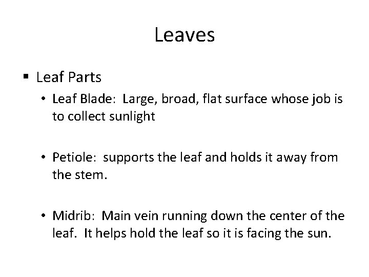 Leaves § Leaf Parts • Leaf Blade: Large, broad, flat surface whose job is