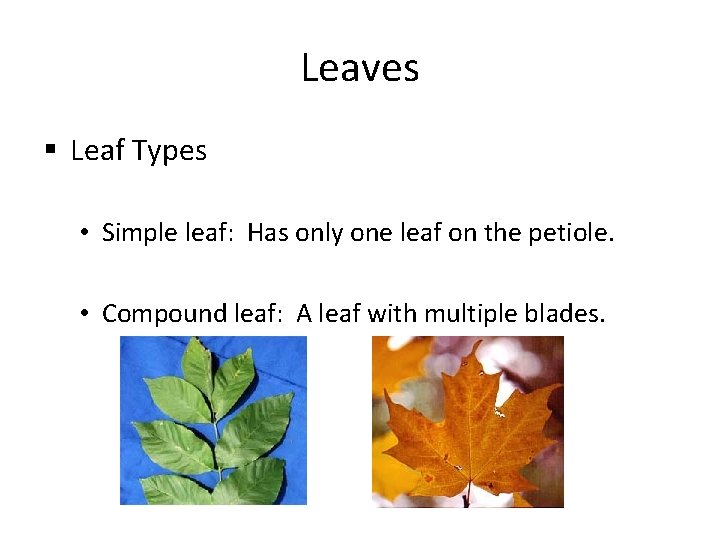 Leaves § Leaf Types • Simple leaf: Has only one leaf on the petiole.