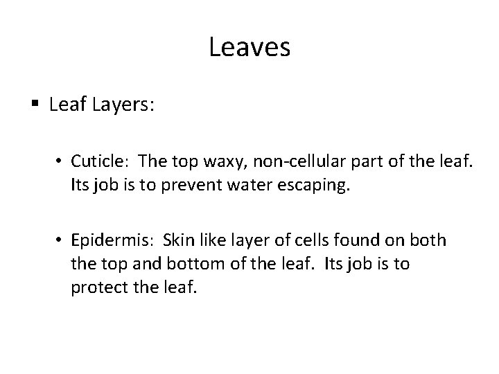 Leaves § Leaf Layers: • Cuticle: The top waxy, non-cellular part of the leaf.