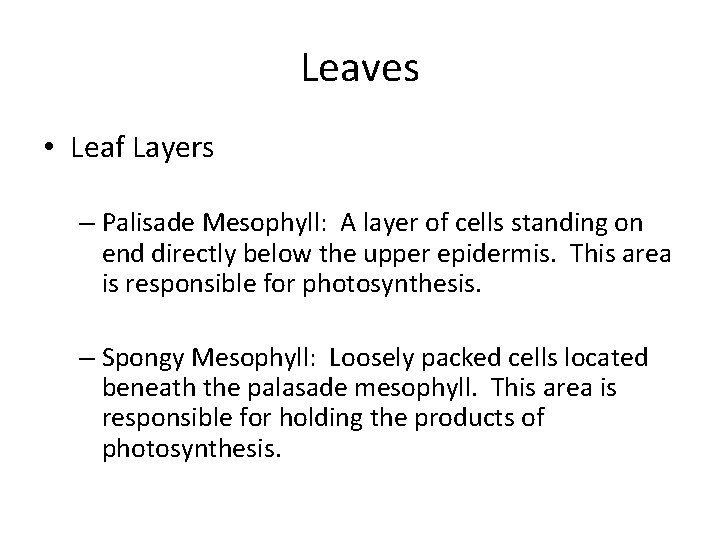 Leaves • Leaf Layers – Palisade Mesophyll: A layer of cells standing on end