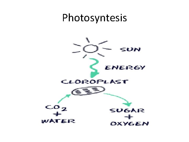 Photosyntesis 