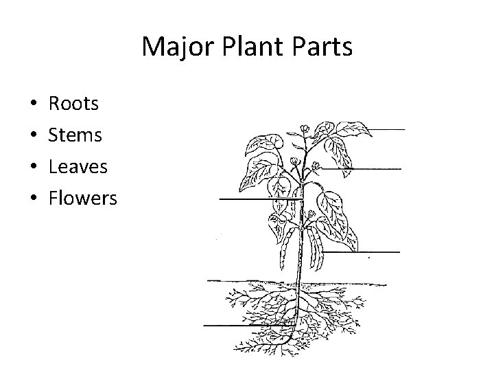 Major Plant Parts • • Roots Stems Leaves Flowers 
