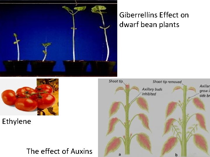 Giberrellins Effect on dwarf bean plants Ethylene The effect of Auxins 