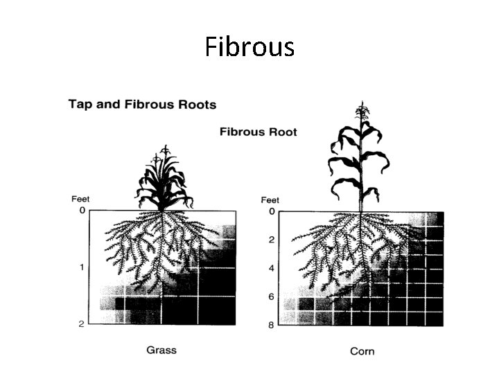 Fibrous 
