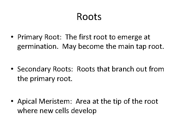 Roots • Primary Root: The first root to emerge at germination. May become the