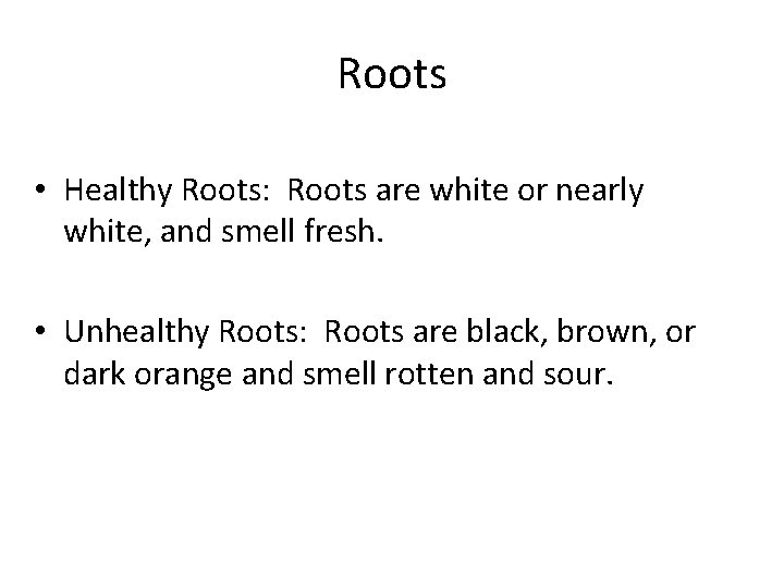 Roots • Healthy Roots: Roots are white or nearly white, and smell fresh. •
