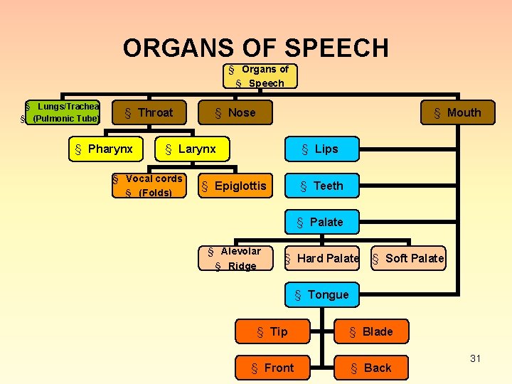 ORGANS OF SPEECH § Organs of § Speech § Lungs/Trachea § (Pulmonic Tube) §