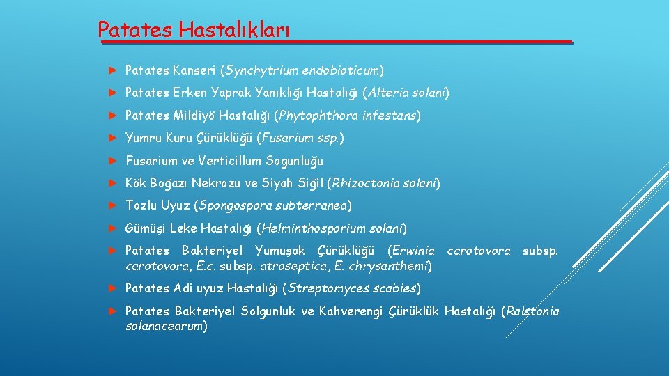 Patates Hastalıkları ► Patates Kanseri (Synchytrium endobioticum) ► Patates Erken Yaprak Yanıklığı Hastalığı (Alteria