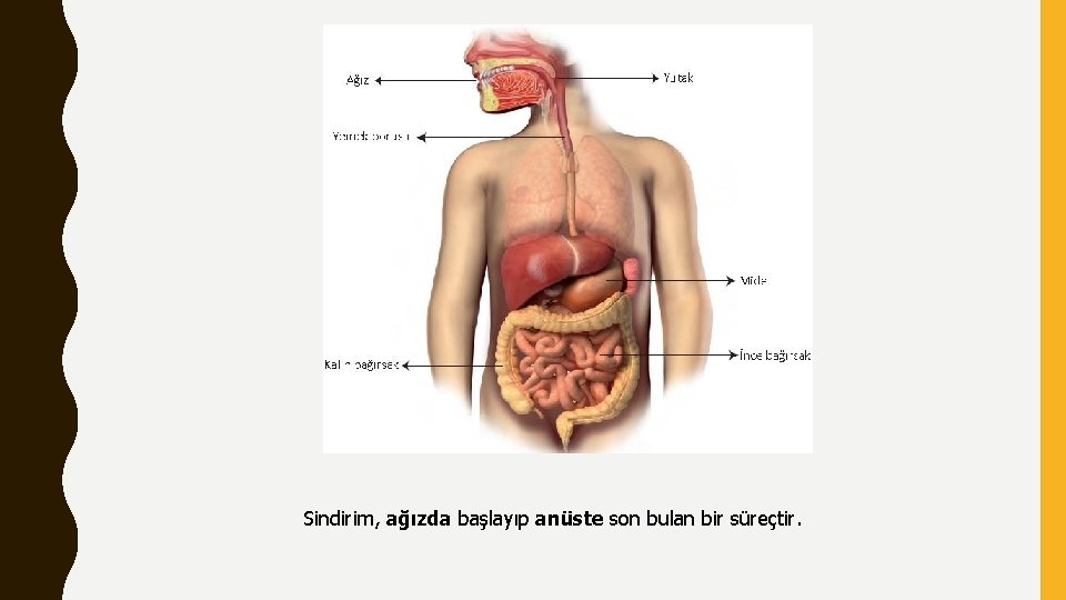  Sindirim, ağızda başlayıp anüste son bulan bir süreçtir. 