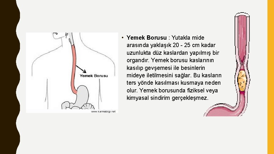  • Yemek Borusu : Yutakla mide arasında yaklaşık 20 - 25 cm kadar