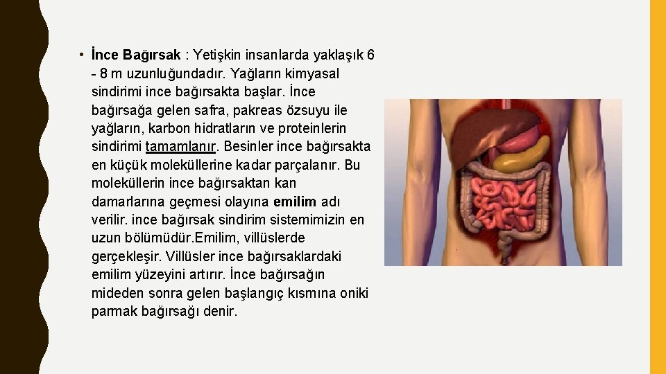  • İnce Bağırsak : Yetişkin insanlarda yaklaşık 6 - 8 m uzunluğundadır. Yağların