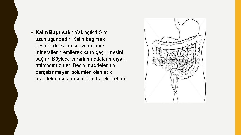  • Kalın Bağırsak : Yaklaşık 1, 5 m uzunluğundadır. Kalın bağırsak besinlerde kalan