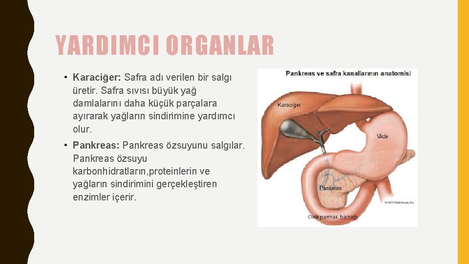 YARDIMCI ORGANLAR • Karaciğer: Safra adı verilen bir salgı üretir. Safra sıvısı büyük yağ