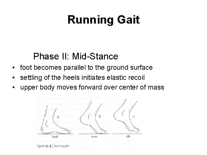 Running Gait Phase II: Mid-Stance • foot becomes parallel to the ground surface •