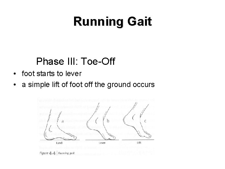 Running Gait Phase III: Toe-Off • foot starts to lever • a simple lift