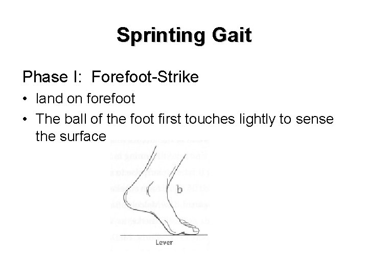 Sprinting Gait Phase I: Forefoot-Strike • land on forefoot • The ball of the