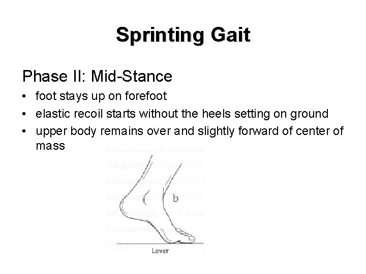Sprinting Gait Phase II: Mid-Stance • foot stays up on forefoot • elastic recoil