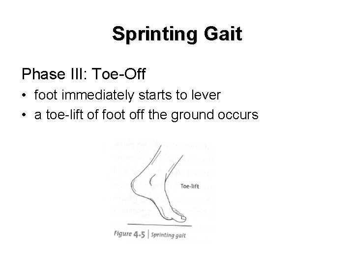 Sprinting Gait Phase III: Toe-Off • foot immediately starts to lever • a toe-lift