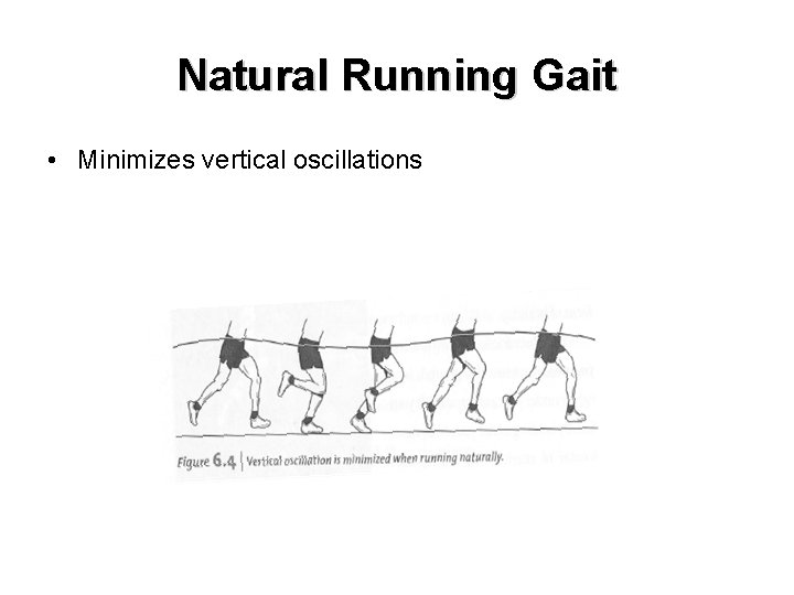 Natural Running Gait • Minimizes vertical oscillations 