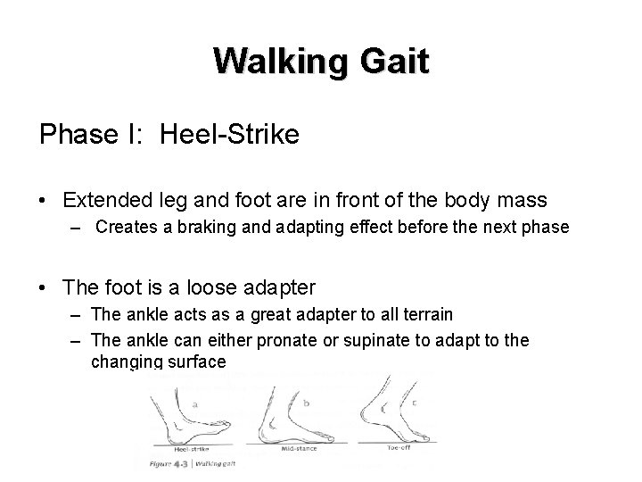 Walking Gait Phase I: Heel-Strike • Extended leg and foot are in front of