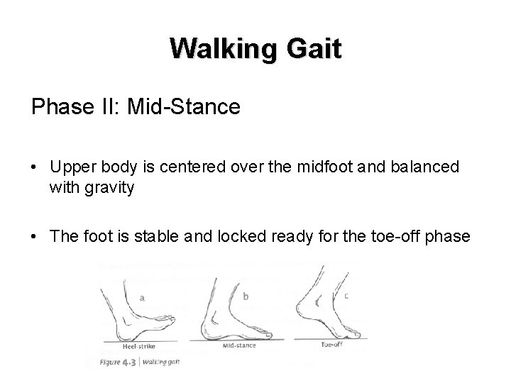 Walking Gait Phase II: Mid-Stance • Upper body is centered over the midfoot and