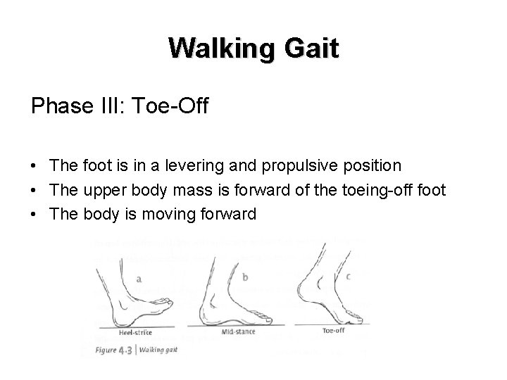 Walking Gait Phase III: Toe-Off • The foot is in a levering and propulsive